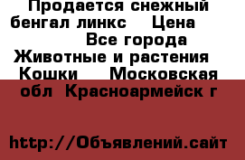 Продается снежный бенгал(линкс) › Цена ­ 25 000 - Все города Животные и растения » Кошки   . Московская обл.,Красноармейск г.